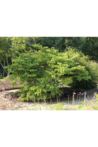 Cercis siliquastrum в Україні